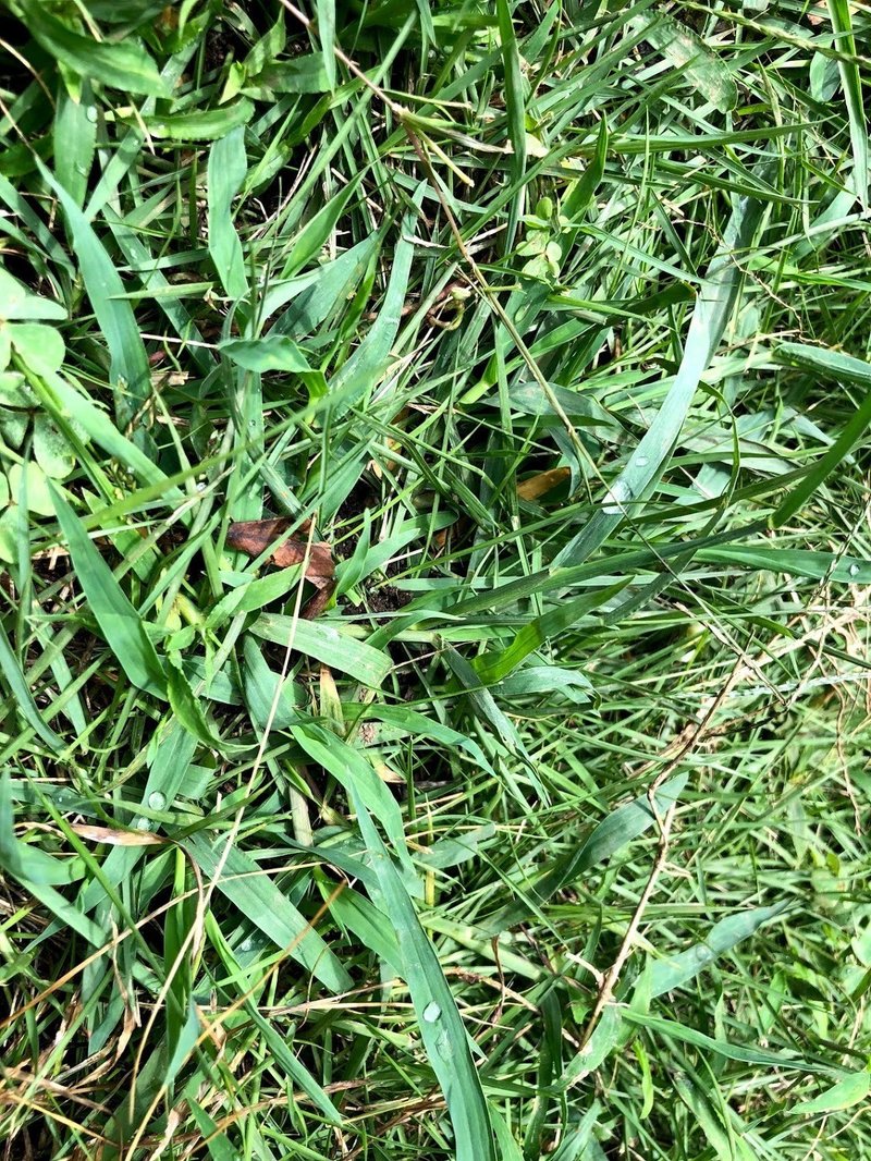 芝生に生える雑草たち Kaze Note 芝生に生える雑草たち Kaze Note