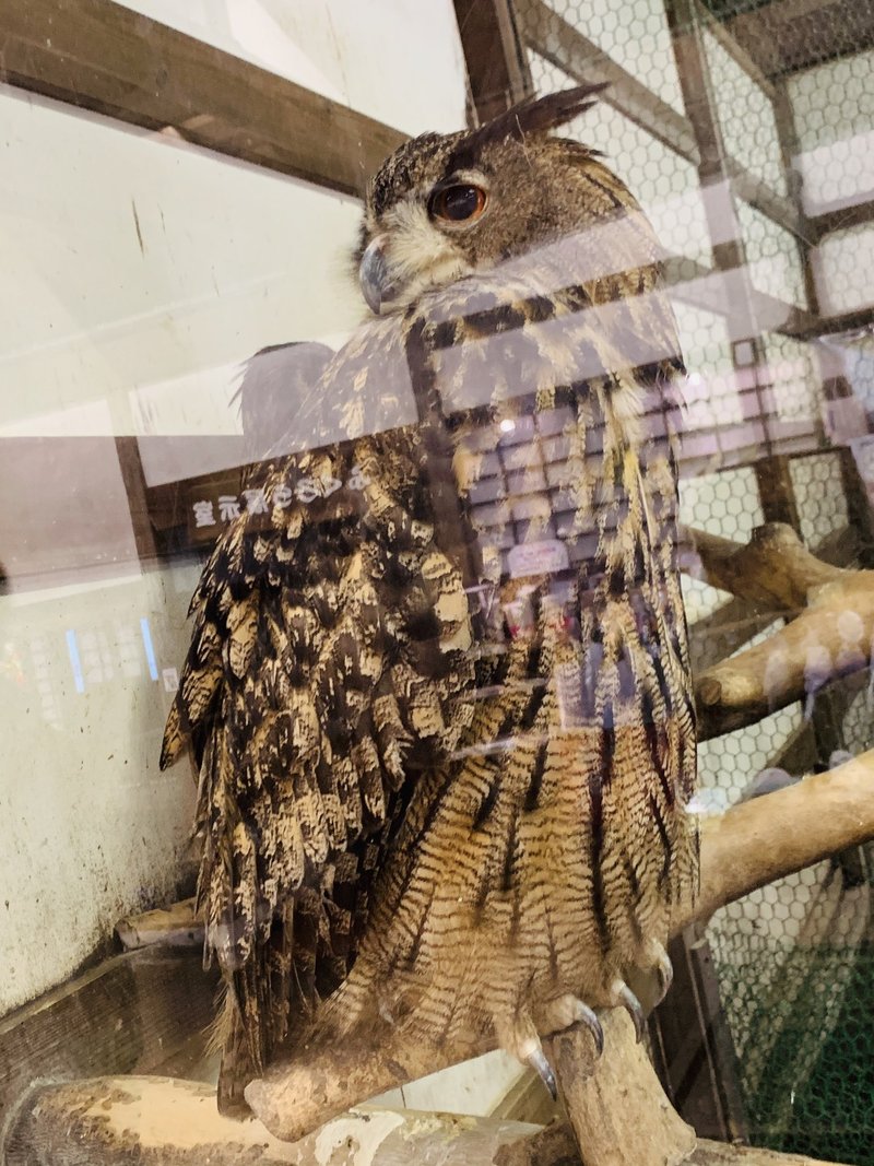 富士花鳥園のフクロウたちに会ってきました ワシミミズク編 続 ふくろうrock君の365日 Note