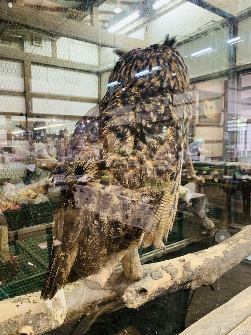 富士花鳥園のフクロウたちに会ってきました ワシミミズク編 続 ふくろうrock君の365日 Note 富士花鳥園のフクロウたちに会ってきました ワシミミズク編 続 ふくろうrock君の365日 Note