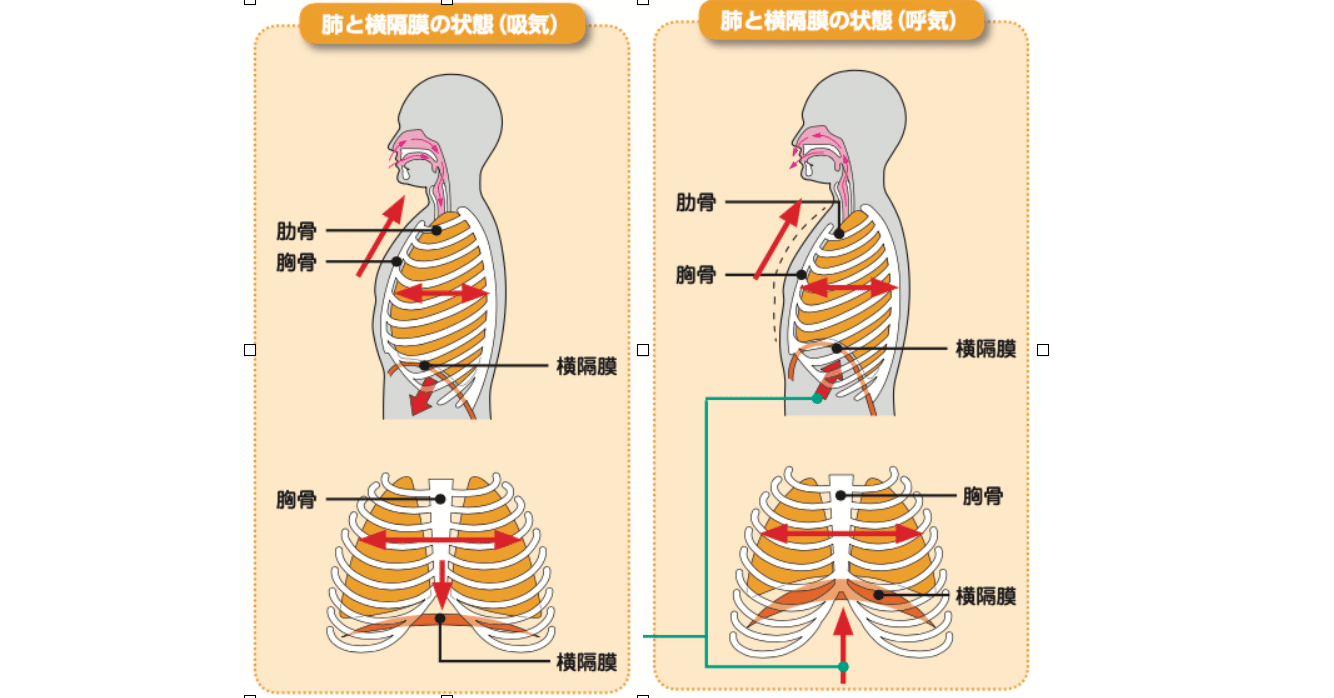 一般的ボイストレーニンングの問題点1 呼吸法は誤解と思い込みばかり ボイストレーナーin原宿 Note 一般的ボイストレーニンングの問題点1 呼吸法は誤解と思い込みばかり ボイストレーナーin原宿 Note