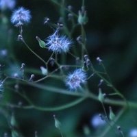 写真家の立場でみる 多様性 について あるいは 懐かしき 白と金 と 青と黒 のドレスへ捧げるオード 別所隆弘 Takahiro Bessho Note