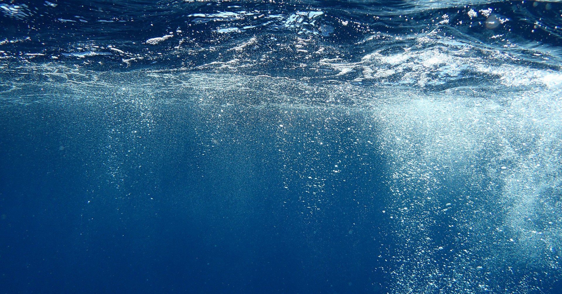 イルカとクジラ 海に戻ることを選んだ哺乳類 受験生向け 動物の分類 講義つき コペルくんwithアヤ先生 Note大学初代教授 Note