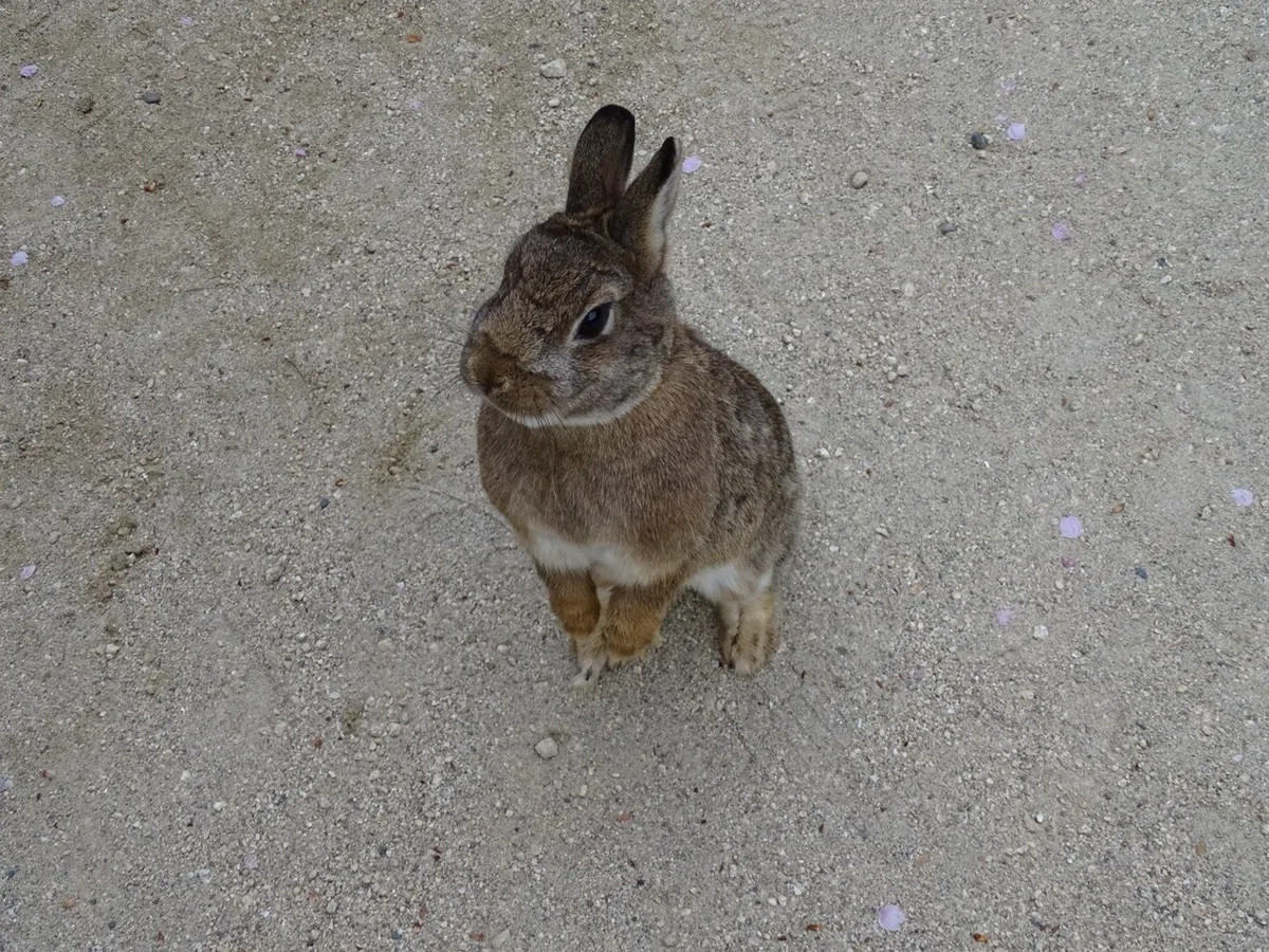 牛久大仏ウサギ1