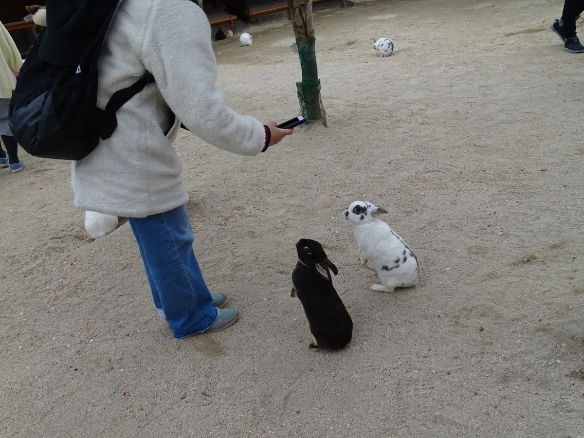 牛久大仏ウサギ2