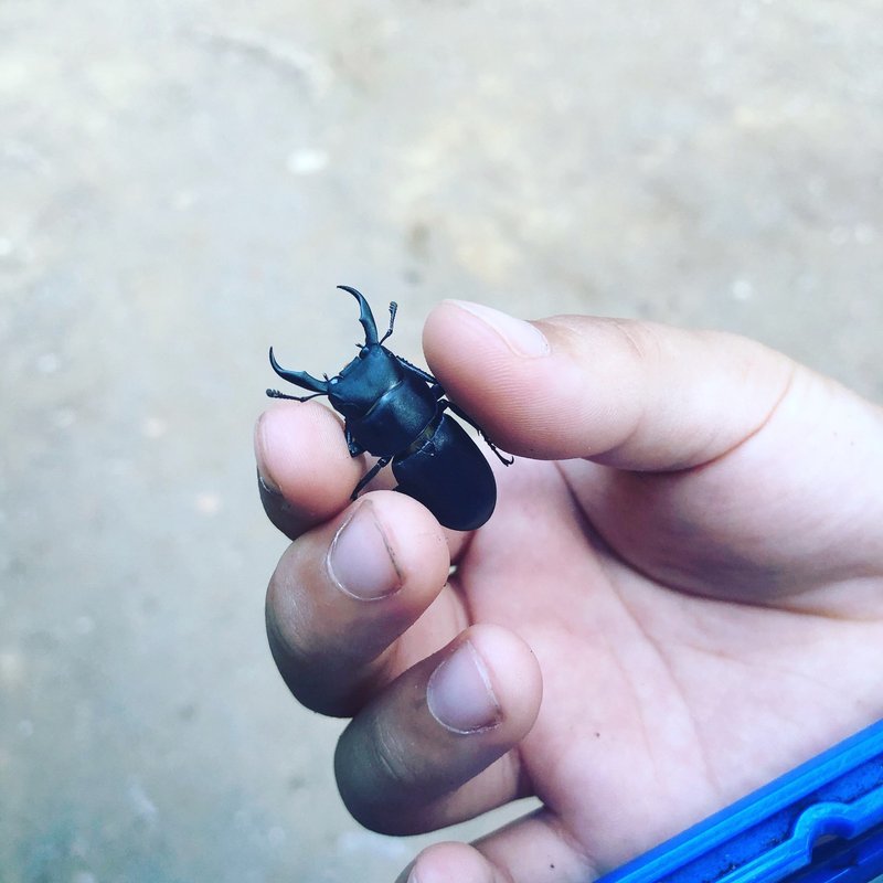 虫育児 小1虫博士夏休みの自由研究 東京の森の公園にいる珍しい虫たち Voicyパーソナリティ虫育児ワーママかお Note 虫育児 小1虫博士夏休みの自由研究 東京の森の公園にいる珍しい虫たち Voicyパーソナリティ虫育児ワーママかお Note