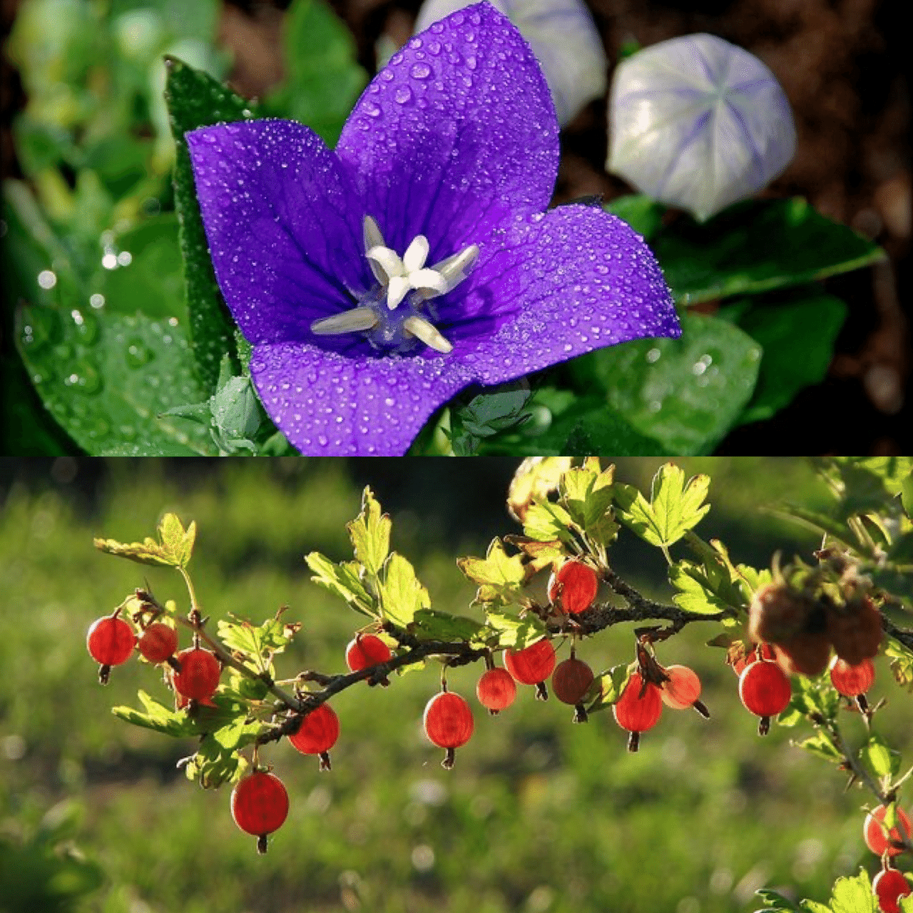 8月28日お誕生日の方おめでとうございます 今日の誕生花の花言葉は キキョウ 永遠の愛 誠実 清楚 従順 スグリ あなたの不機嫌が私を苦しめる 私はあなたを喜ばせる 今日も素敵な1日になりま Monstera18 Note