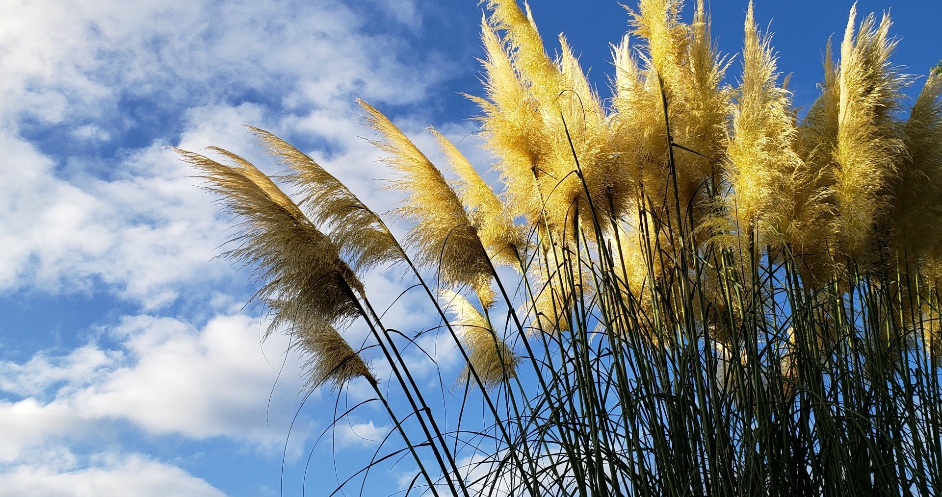 大きなススキの名前はパンパスグラス Mammy K Note