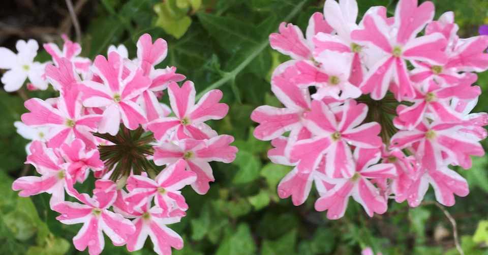 いちごみるくの夢 やまぐち りりこ Note