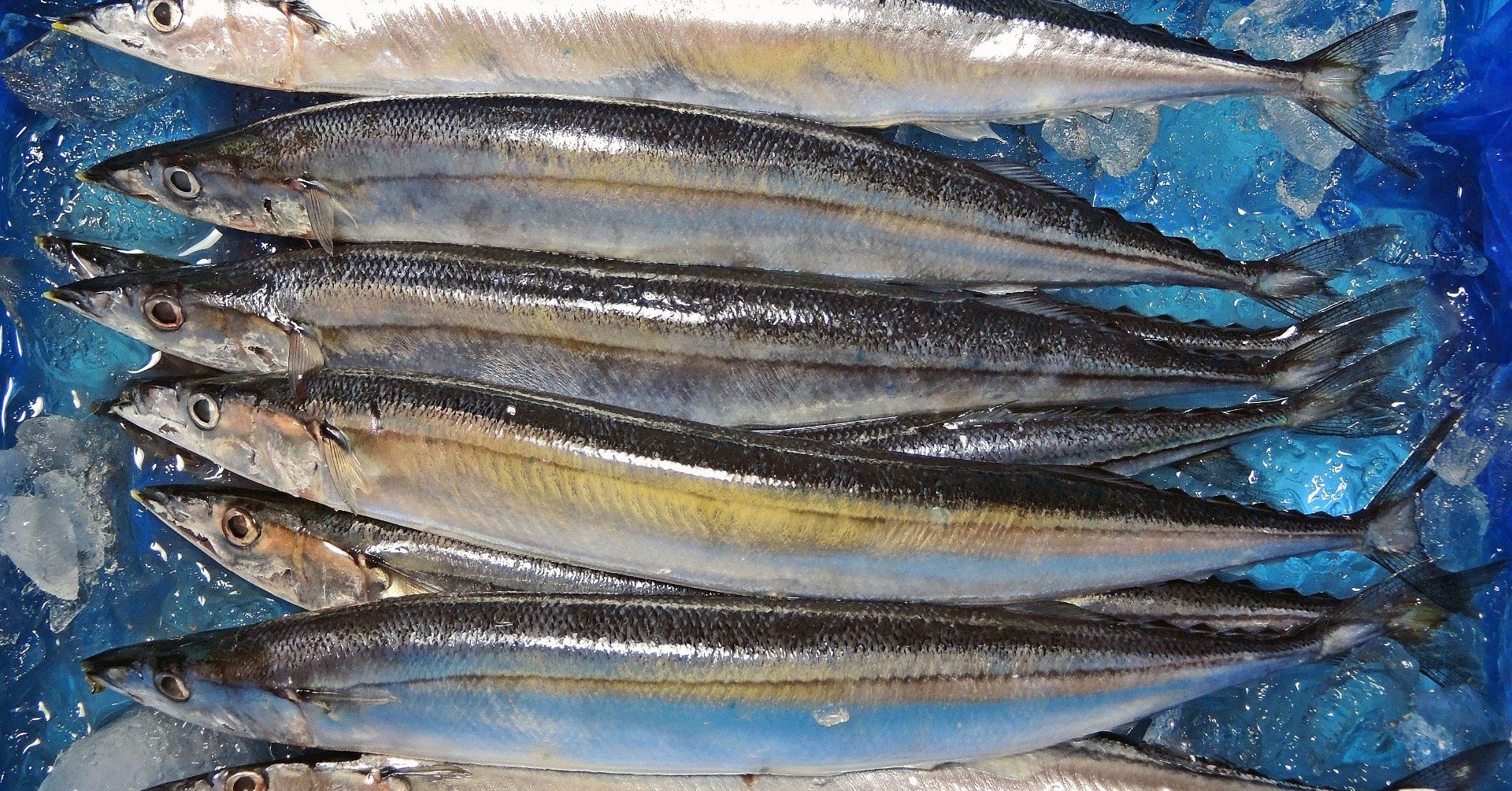 大衆魚サンマ 秋刀魚 今年も不漁のまんまか なっちゃん Note