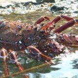 特大伊勢海老のヤマサ水産