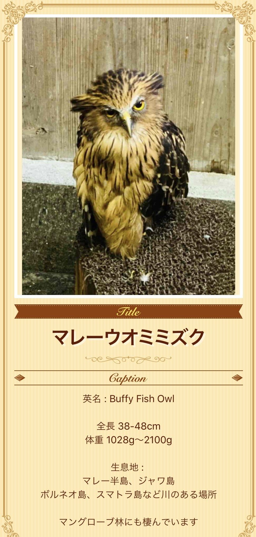 富士花鳥園のフクロウたちに会ってきました マレーウオミミズク編 続 ふくろうrock君の365日 Note 富士花鳥園のフクロウたちに会ってきました マレーウオミミズク編 続 ふくろうrock君の365日 Note