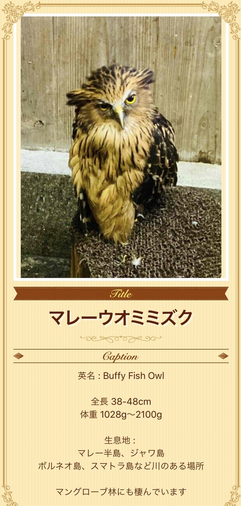 富士花鳥園のフクロウたちに会ってきました マレーウオミミズク編 続 ふくろうrock君の365日 Note