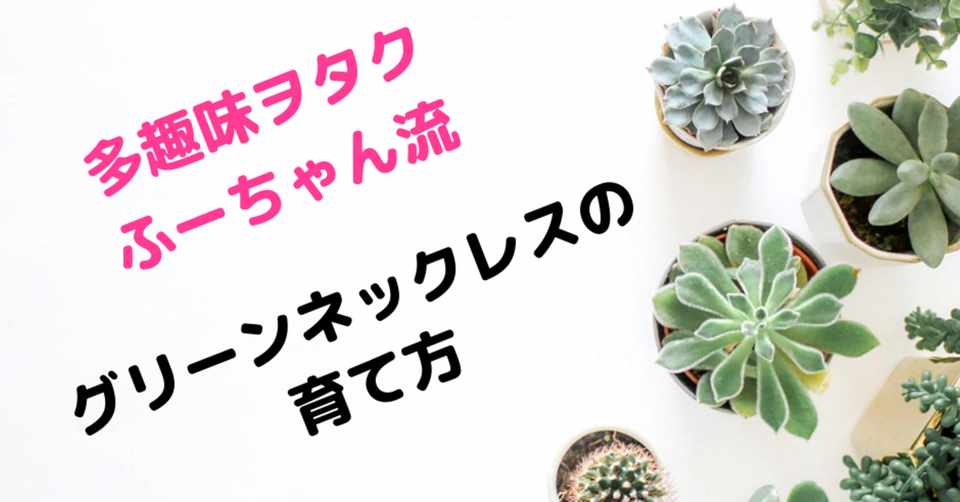 ふーちゃんのグリーンネックレスの育て方 2月 8月編 多趣味ヲタク Note