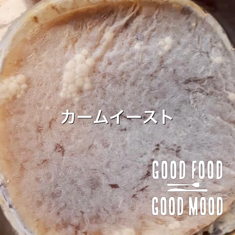 コンブチャ このscoby元気 Anera Note