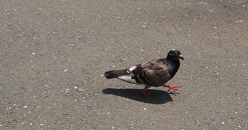 赤毛のアン カスバート家が養子をとると知ったときのリンド夫人の驚きよう を英語と日本語でみてみよう 松本侑子訳参照 森男おがわの Note