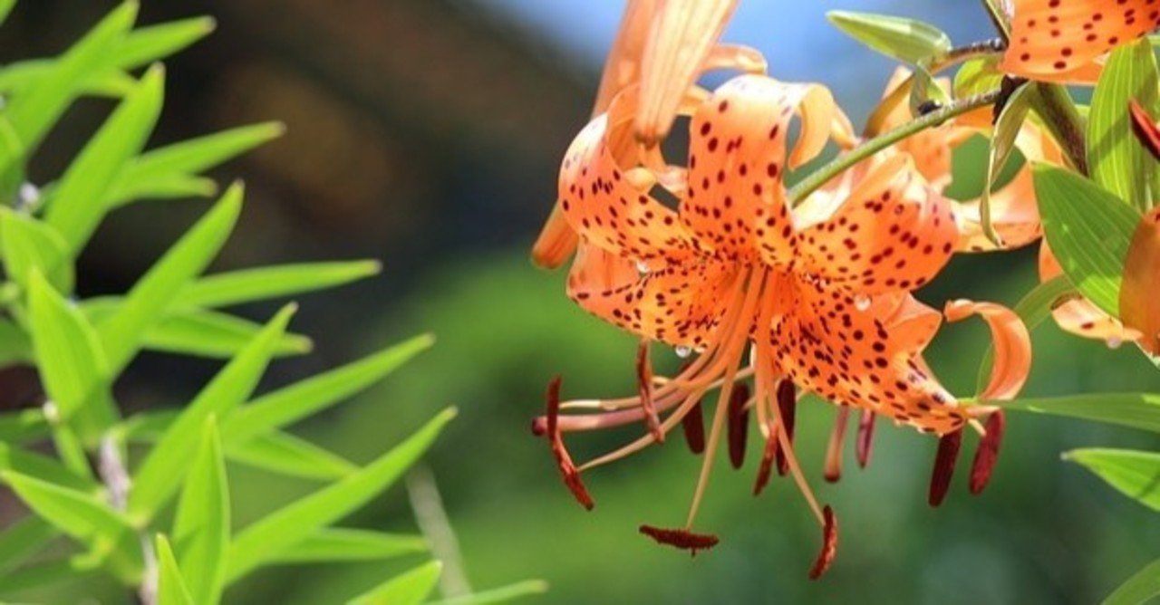 オニユリの花言葉 Lily Taki トラベルライター Note オニユリの花言葉 Lily Taki トラベルライター Note