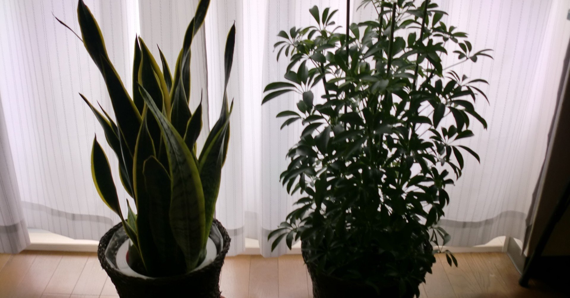 カポックとサンスベリアが来た 空山風水 Note カポックとサンスベリアが来た 空山風水 Note