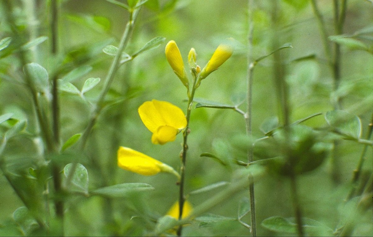 みやこぐさ 001