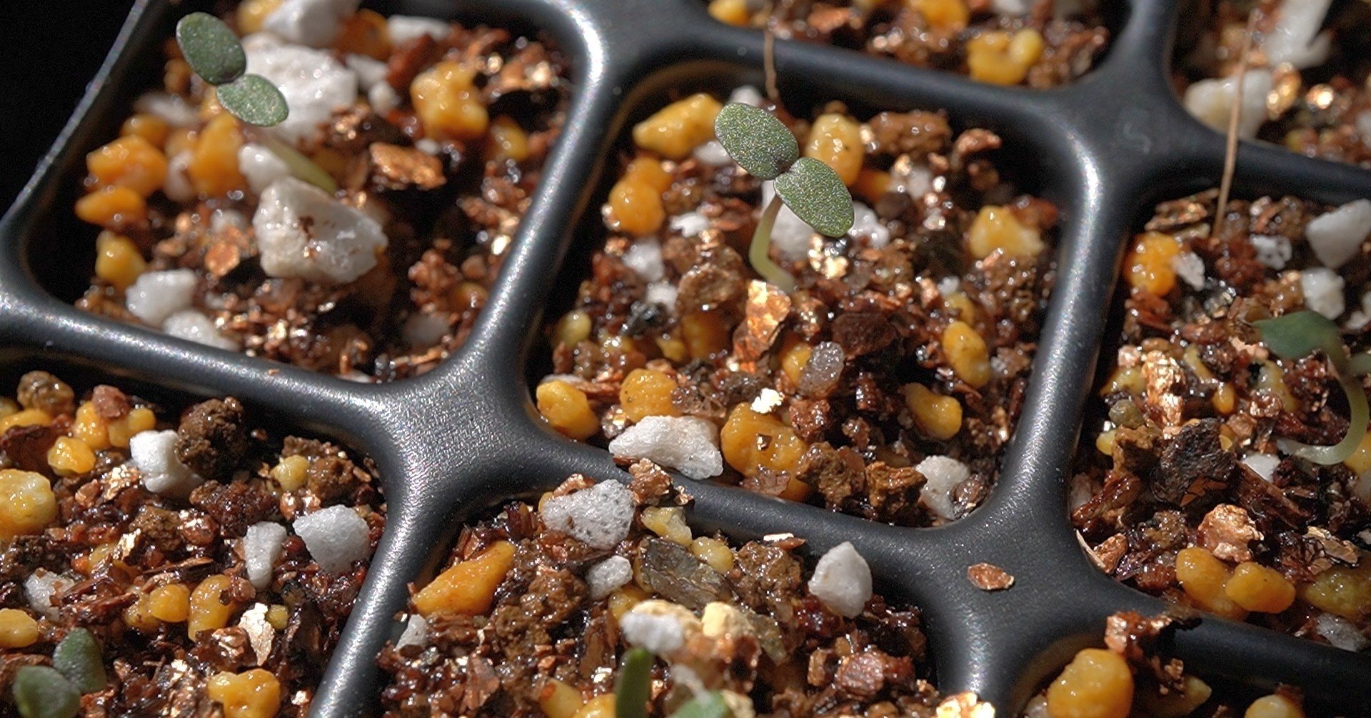 パンジービオラが発芽したよ ゆかこ うつ畑 Note パンジービオラが発芽したよ ゆかこ うつ畑 Note