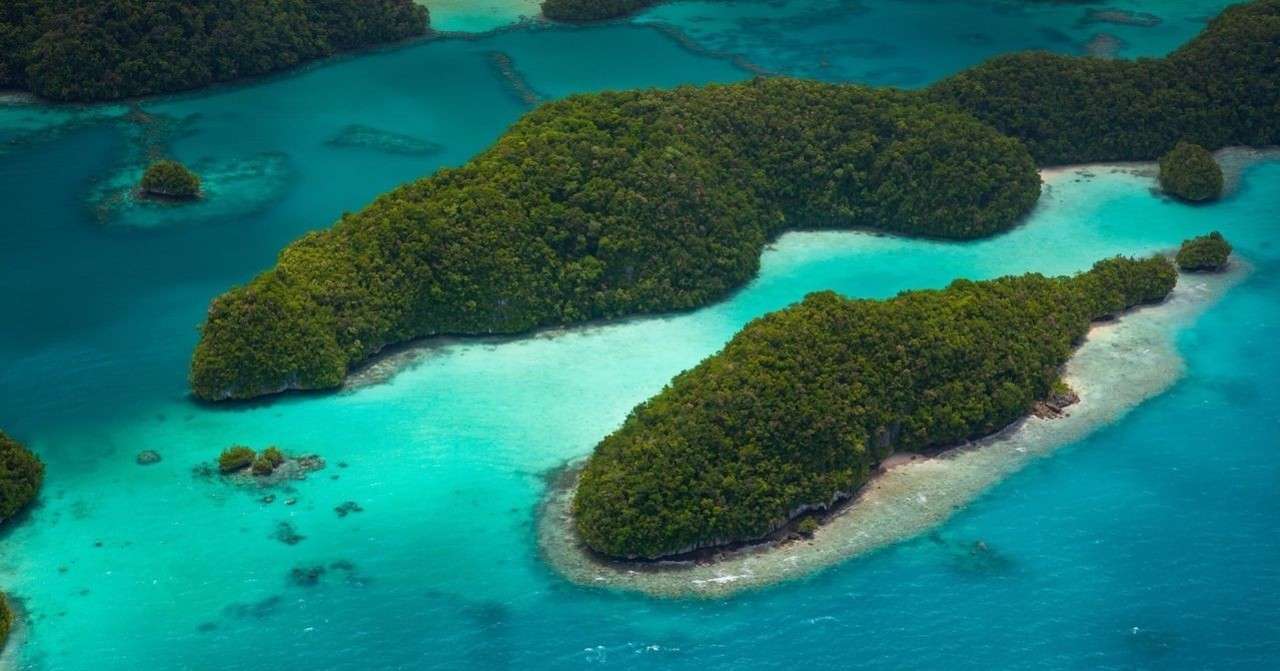 パラオのクラゲ マイバケーション 旅の企画室 Note