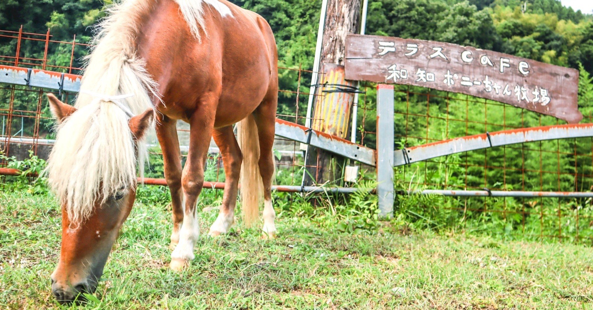 京丹波 馬との遭遇 森の京都tabiインフルエンサー 森の京都dmo公認ライター Note 京丹波 馬との遭遇 森の京都tabiインフルエンサー 森の京都dmo公認ライター Note