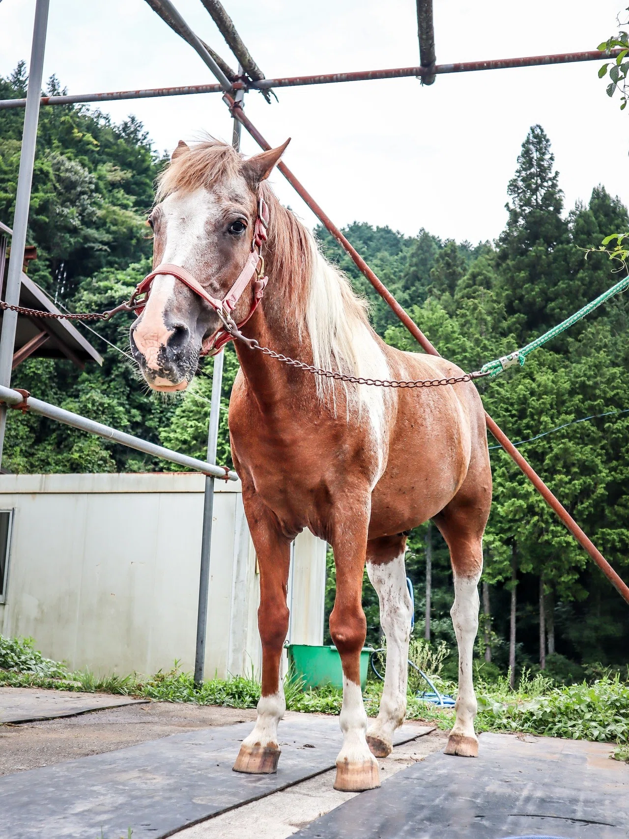 京丹波 馬との遭遇 森の京都tabiインフルエンサー 森の京都dmo公認ライター Note