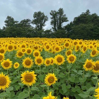 競馬 う まなみ