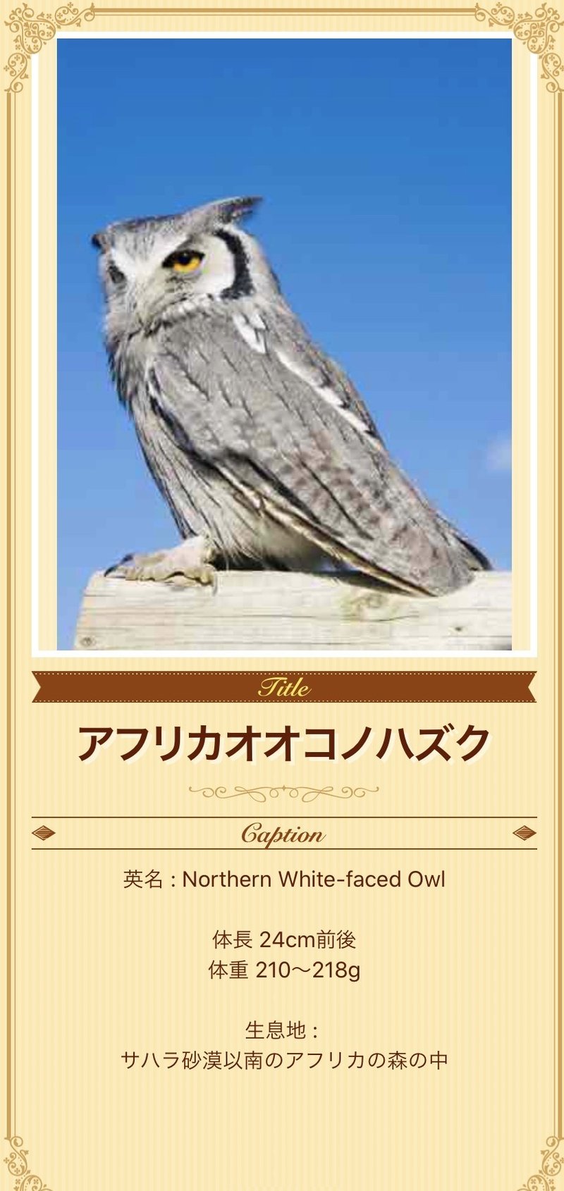 富士花鳥園のフクロウたちに会ってきました アフリカオオコノハズク編 続 ふくろうrock君の365日 Note 富士花鳥園のフクロウたちに会ってきました アフリカオオコノハズク編 続 ふくろうrock君の365日 Note