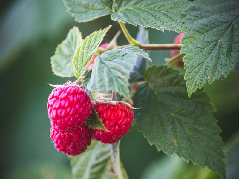 児童文学に登場する 木苺 と コケモモ の正体 ロンドンを舞台にした小説 フラットメイト 連載中 Note