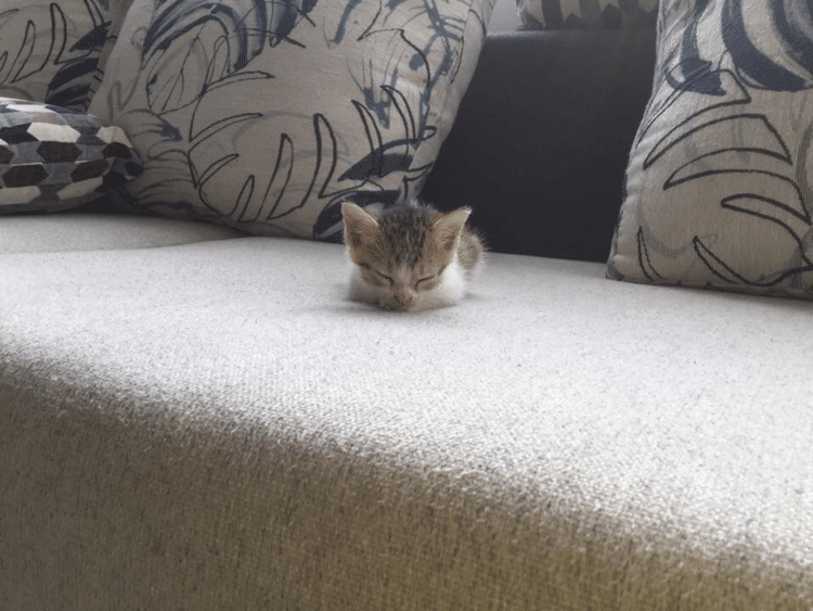 小さすぎないか。
娘の友人宅の新入り子猫。
名前はもちろん「チビ」……だろうな。
元気で大きくなるんだよ。