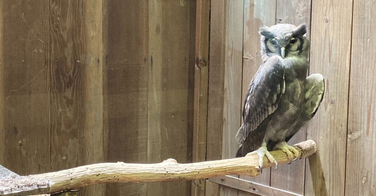 富士花鳥園のフクロウたちに会ってきました クロワシミミズク編 続 ふくろうrock君の365日 Note 富士花鳥園のフクロウたちに会ってきました クロワシミミズク編 続 ふくろうrock君の365日 Note