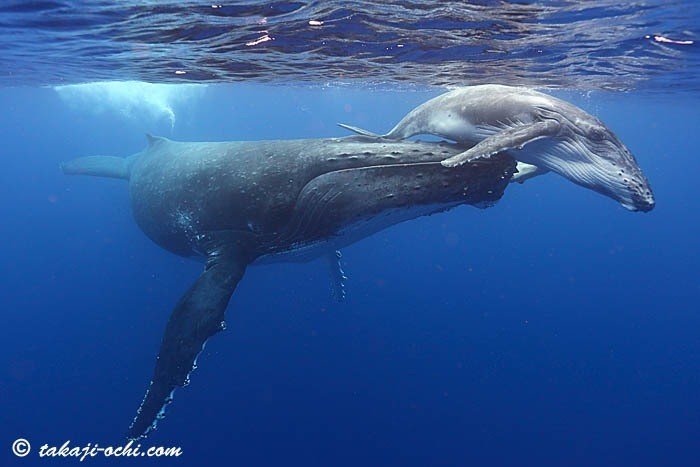 クジラの授乳