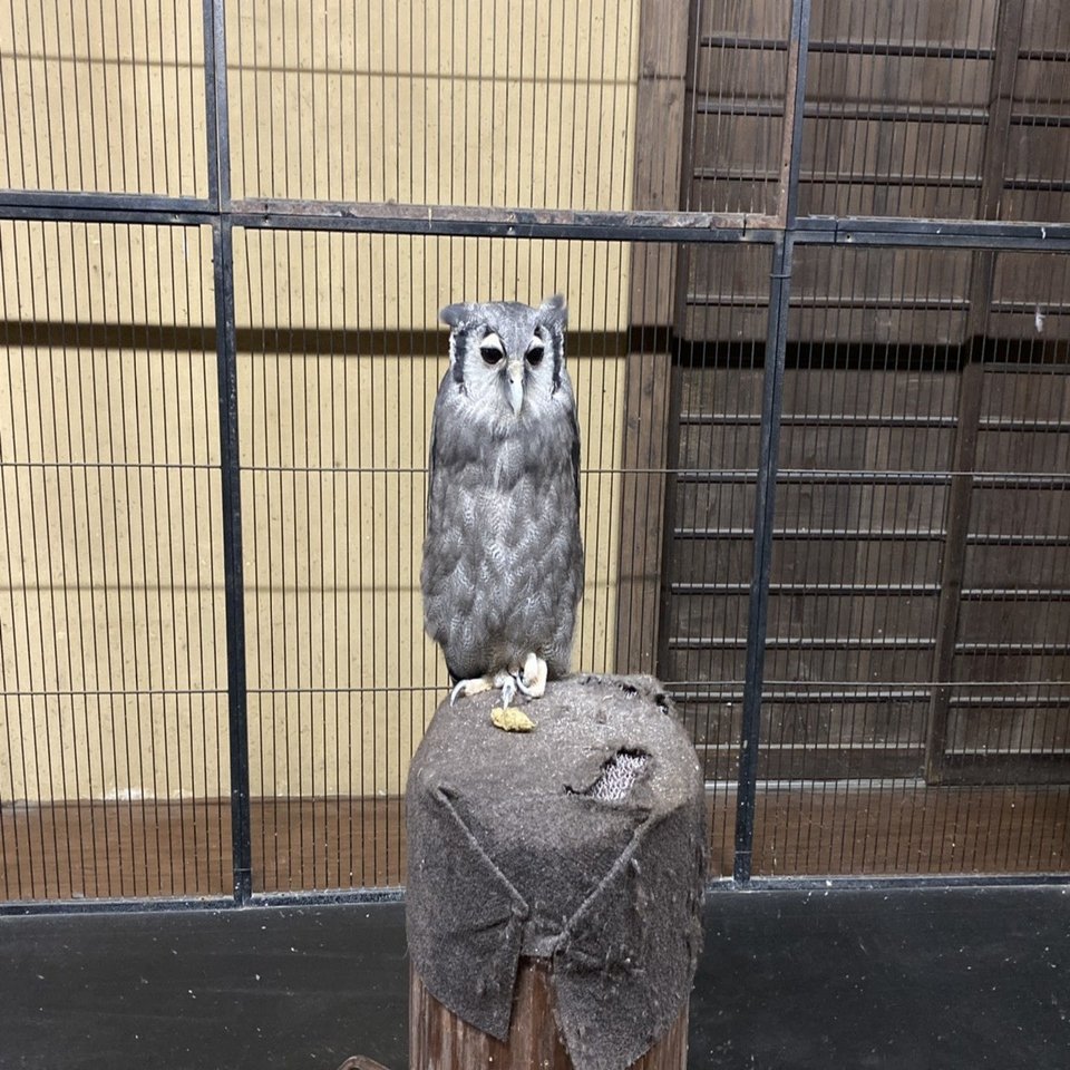 富士花鳥園のフクロウたちに会ってきました クロワシミミズク編 続 ふくろうrock君の365日 Note