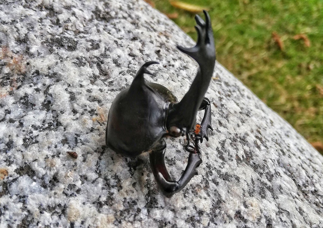 カブトムシの無残な姿 信州大学自然科学館 Note カブトムシの無残な姿 信州大学自然科学館 Note