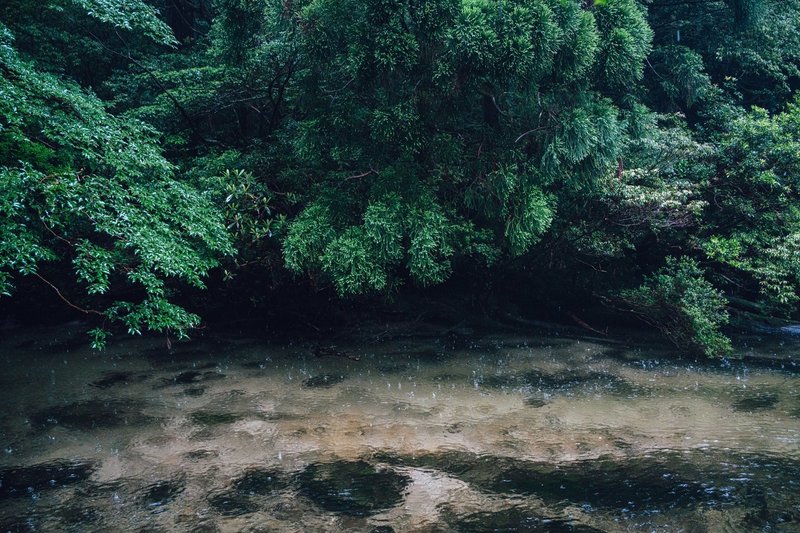 その距離わずか3メートル 激高したライオン を撮影した奇跡の1枚に息を呑む Beautiful Birds Bird Rainbow Mermaid