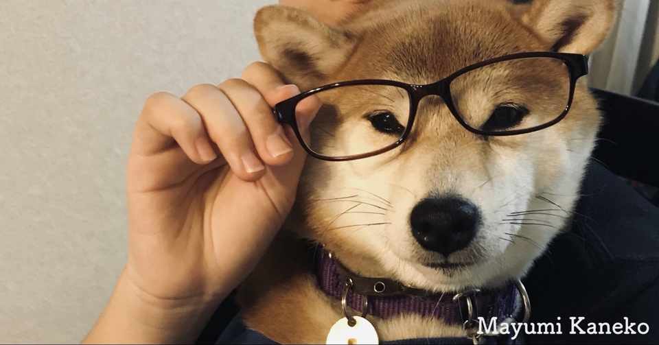 犬は ひとりぼっち が苦手 Mayumi Note