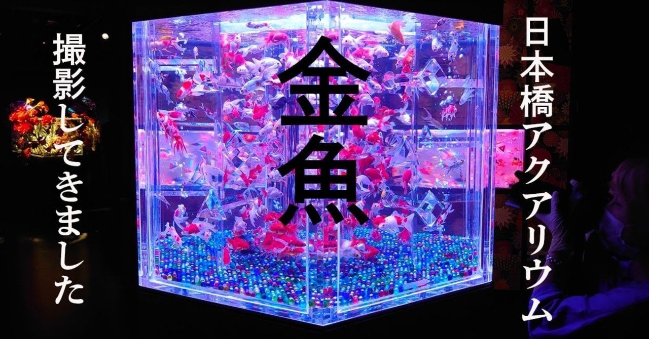 エモい写真大量 日本橋アートアクアリウムで金魚を撮影してきた Shin5 Note