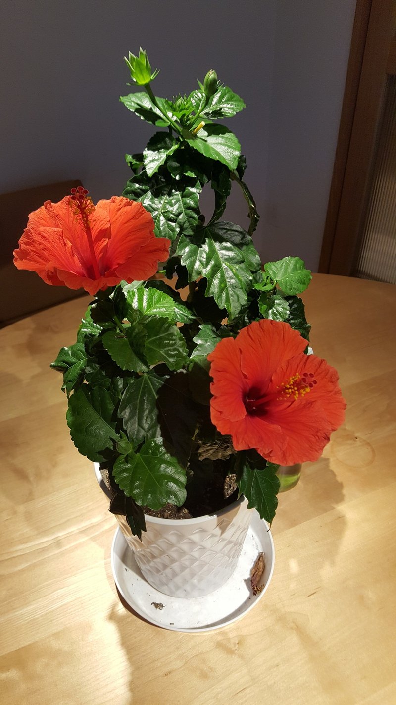 真っ赤なハイビスカス 銀木犀 東砂 Note