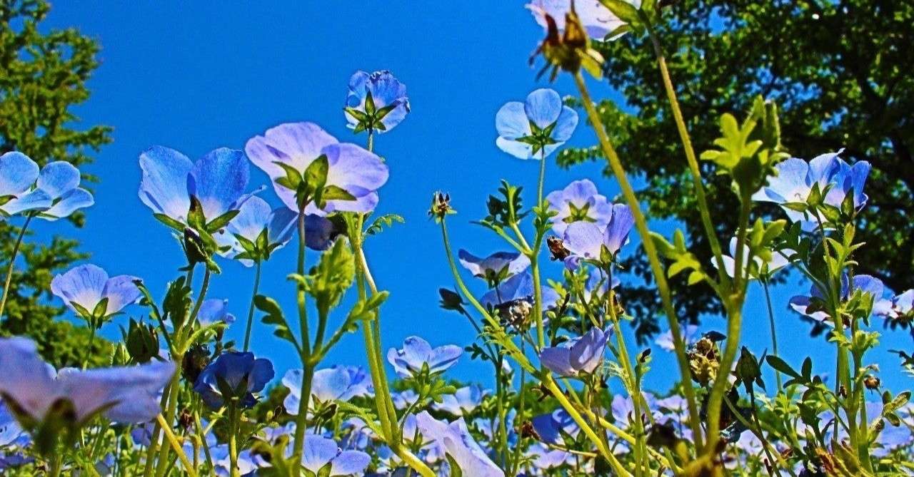 借りぐらしのアリエッティを見て お茶 おちゃまる Note