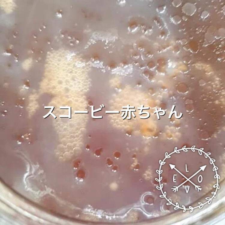コンブチャ このscoby元気 Anera Note