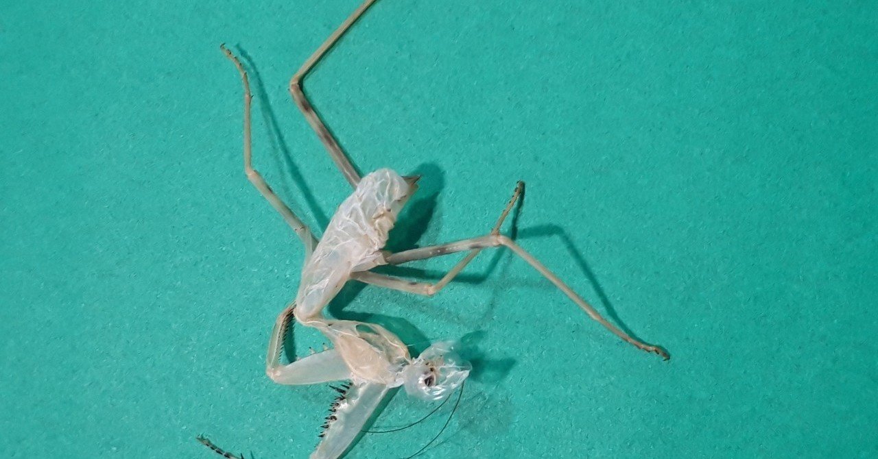 カマキリの脱け殻 Akepero Note カマキリの脱け殻 Akepero Note