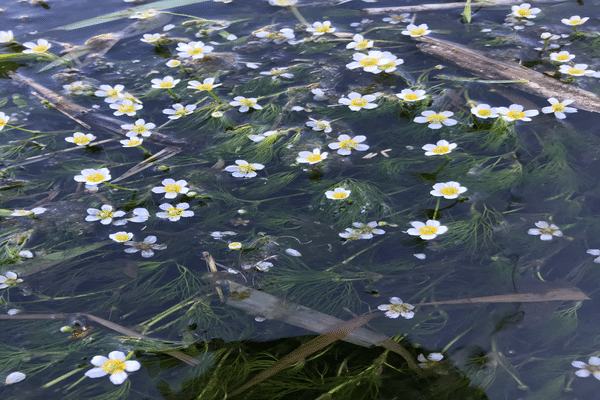 オオカナダモ の新着タグ記事一覧 Note つくる つながる とどける