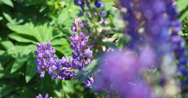 図々しい人がとてもとても苦手 モジコ note