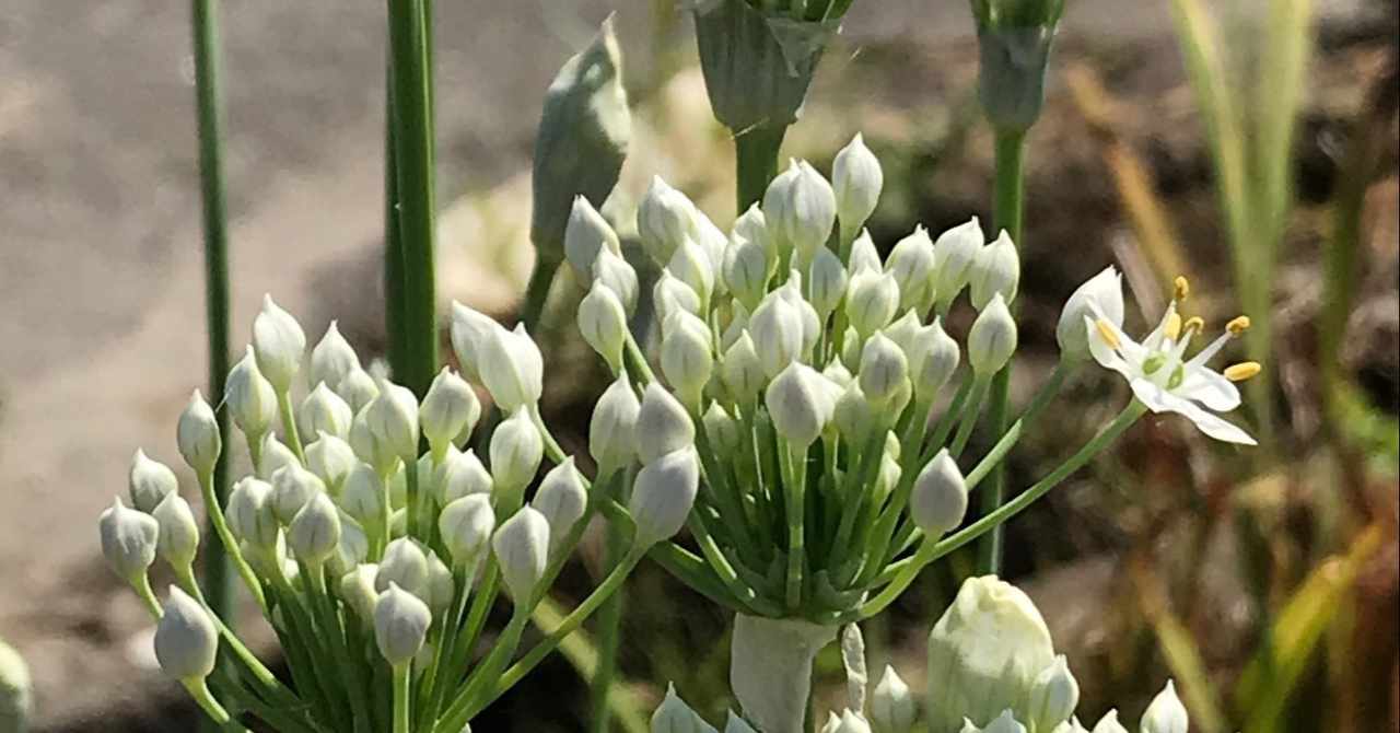 ニラの花 の新着タグ記事一覧 Note つくる つながる とどける