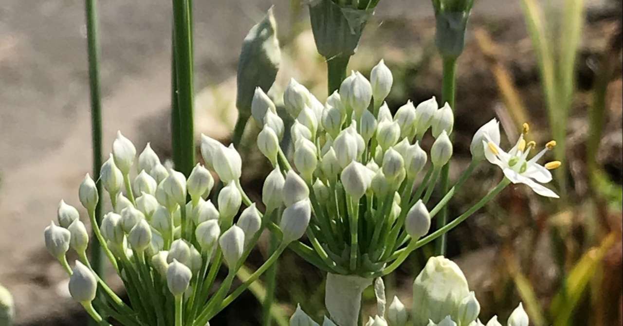 週末なので 家庭菜園 ニラの花が咲きました 飯野 修 Note