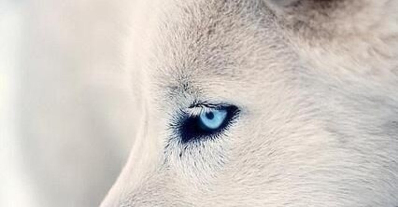 狼の物語 女の哲学 美加りん 詩人 Note 狼の物語 女の哲学 美加りん 詩人 Note