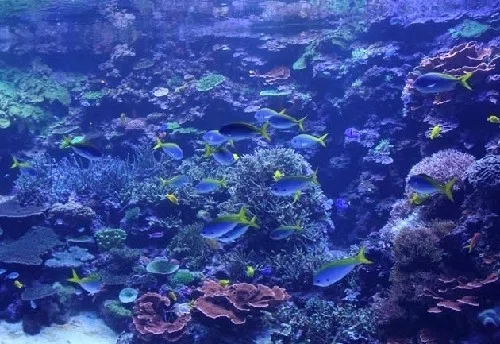 サンゴ水槽9