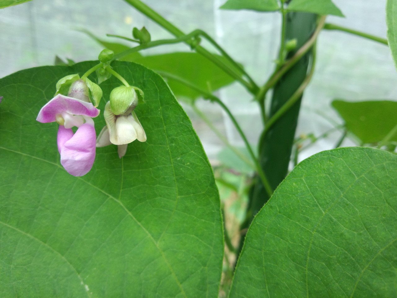 インゲンがごま味噌和えになるまで Yuki 農ときどき旅 Note