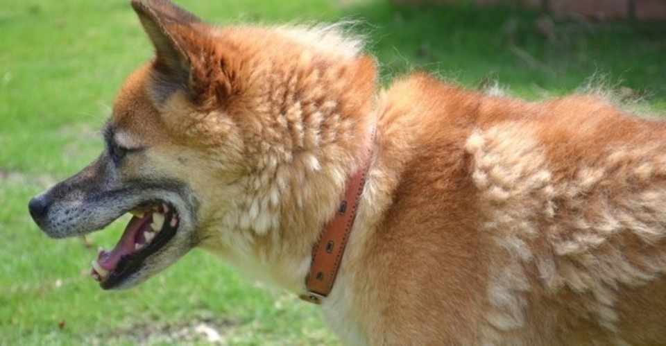 換毛期を知ろう 犬の飼い主サポートのplam Note