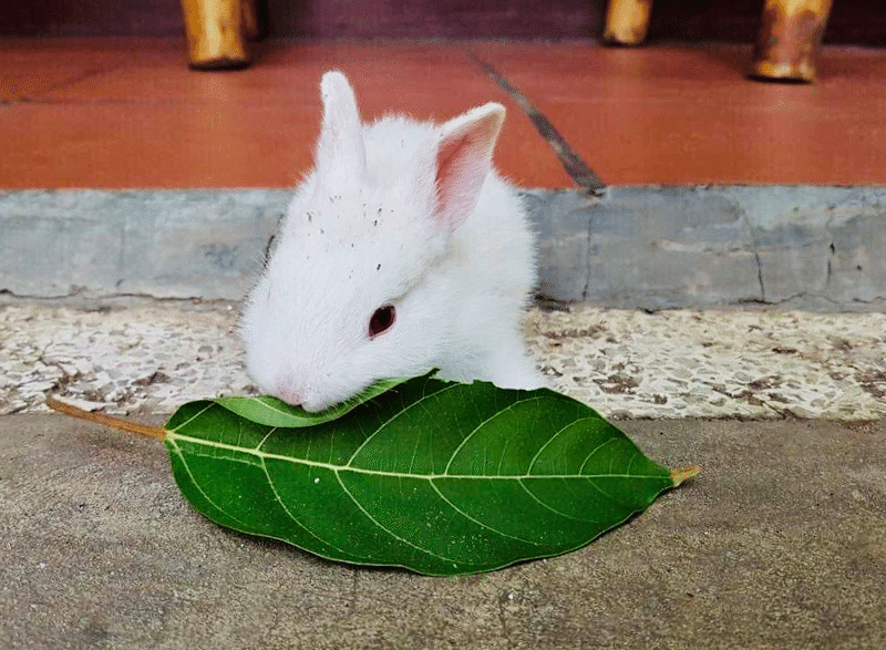 ウサギに学ぶ リーダー考 Leaning About Leadership Something Sunny By Mh Note